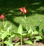 Garden Flowers Canna Lily, Indian shot plant  Photo; red
