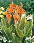 Садовыя Кветкі Канна (Canna) фота; аранжавы