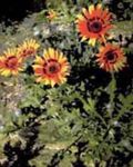 Garden Flowers Cape Daisy, Monarch of the Veldt (Arctotis) Photo; orange