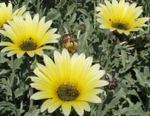 Garden Flowers Cape Daisy, Monarch of the Veldt (Arctotis) Photo; yellow