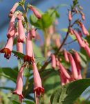 Garden Flowers Cape Fuchsia (Phygelius capensis) Photo; pink