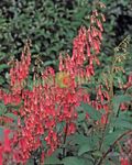 Garden Flowers Cape Fuchsia (Phygelius capensis) Photo; red