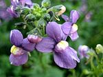 Garden Flowers Cape Jewels (Nemesia) Photo; purple