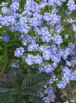 Garden Flowers Cape Jewels (Nemesia) Photo; light blue