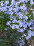 Gradina Flori Bijuterii Pelerina (Nemesia) fotografie; albastru deschis