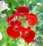 Garden Flowers Cape Jewels (Nemesia) Photo; red