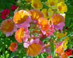 Gradina Flori Bijuterii Pelerina (Nemesia) fotografie; portocale