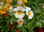 Garden Flowers Cape Jewels (Nemesia) Photo; white