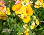 园林花卉 斗篷珠宝 (Nemesia) 照; 黄