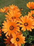 Cape Marigold, African Daisy Photo and characteristics