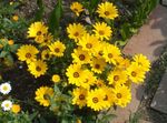 Garden Flowers Cape Marigold, African Daisy (Dimorphotheca) Photo; yellow