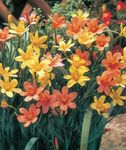 Garden Flowers Cape Tulip (Homeria collina, Moraea collina) Photo; orange