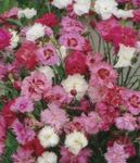 Garden Flowers Carnation (Dianthus caryophyllus) Photo; pink