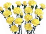 Garden Flowers Carnation (Dianthus caryophyllus) Photo; yellow