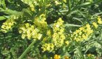 Hage blomster Carolina Hav Lavendel (Limonium) Bilde; gul