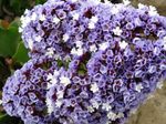 Градински цветове Каролина Морска Лавандула (Limonium) снимка; светло синьо