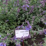 Garden Flowers Cat mint (Nepeta) Photo; purple