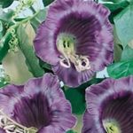Garden Flowers Cathedral Bells, Cup and saucer plant, Cup and saucer vine (Cobaea scandens) Photo; purple