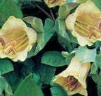 Aias Lilli Katedraali Kellad, Tass Ja Alustass Taim, Tass Ja Alustass Viinapuu (Cobaea scandens) Foto; kollane