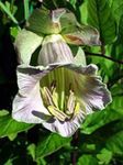 Garden Flowers Cathedral Bells, Cup and saucer plant, Cup and saucer vine (Cobaea scandens) Photo; lilac
