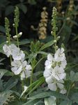 Garden Flowers Checkerbloom, Miniature Hollyhock, Prairie Mallow, Checker Mallow (Sidalcea) Photo; white
