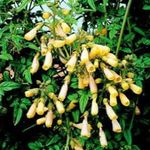 Bahçe Çiçekleri Şili Zafer Çiçek (Eccremocarpus scaber) fotoğraf; sarı