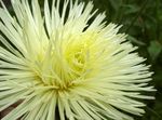 Gartenblumen China Aster (Callistephus chinensis) Foto; gelb