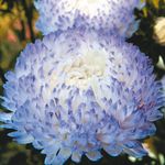 Gartenblumen China Aster (Callistephus chinensis) Foto; hellblau