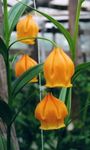 Chinese Lantern Lily, Christmas Bells 