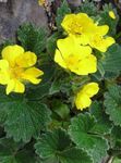 Have Blomster Potentil (Potentilla) Foto; gul