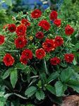 Garden Flowers Cinquefoil (Potentilla) Photo; red
