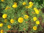 Garden Flowers Cladanthus  Photo; yellow