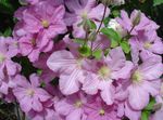 Garden Flowers Clematis  Photo; pink