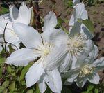 Garden Flowers Clematis  Photo; white