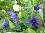 Garden Flowers Clematis  Photo; blue