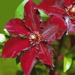 Garden Flowers Clematis  Photo; red