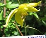 Hage blomster Klematis (Clematis) Bilde; gul