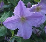 Garden Flowers Clematis  Photo; light blue