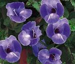 庭の花 ピエロ花、ウィッシュボーンの花 (Torenia) フォト; 青