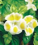 Kloun Lill, Wishbone Lill (Torenia) Foto; kollane