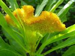 ბაღის ყვავილები Cockscomb, Plume ქარხანა, ბუმბულით Amaranth (Celosia) სურათი; ყვითელი