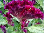 ბაღის ყვავილები Cockscomb, Plume ქარხანა, ბუმბულით Amaranth (Celosia) სურათი; შინდისფერი