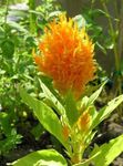 Cresta De Gallo, Planta Plume, Amaranto Emplumada Foto y características