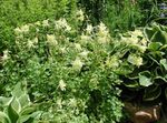 Columbine flabellata, European columbine Photo and characteristics