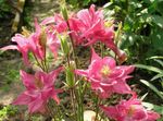 Garden Flowers Columbine flabellata, European columbine (Aquilegia) Photo; pink