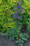 Garden Flowers Columbine flabellata, European columbine (Aquilegia) Photo; blue