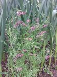 Garden Flowers Common Fumitory, Beggary, Earth Smoke, Wax Dolls (Fumaria officinalis) Photo; pink