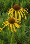 Λουλούδια κήπου Coneflower, Ανατολική Coneflower (Echinacea) φωτογραφία; κίτρινος