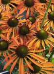 Λουλούδια κήπου Coneflower, Ανατολική Coneflower (Echinacea) φωτογραφία; πορτοκάλι