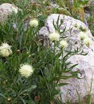 Rosyjski Knapweed